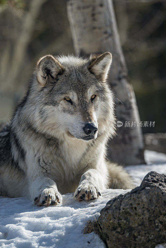 灰狼或灰狼(Canis lupus)是一种原产于北美荒野和偏远地区的犬科动物。在冬天与雪和特写。